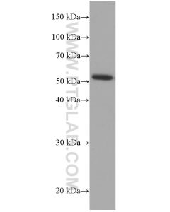 CDR2L Monoclonal antibody proteintech 66791-1-Ig