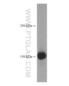 CD11b Monoclonal antibody proteintech 66519-1-Ig