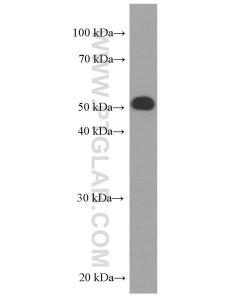 HPSE Monoclonal antibody proteintech 66226-1-Ig