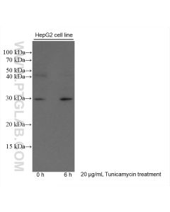CHOP/GADD153 Monoclonal antibody proteintech 66741-1-Ig