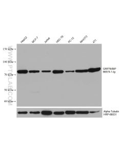 GRP78/BIP Monoclonal antibody proteintech 66574-1-Ig