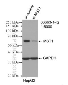 MST1 Monoclonal antibody proteintech 66663-1-Ig