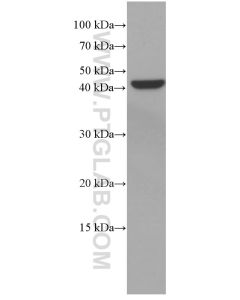 VEGFA Monoclonal antibody proteintech 66828-1-Ig