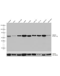 SMAD2 Monoclonal antibody proteintech 67343-1-Ig