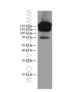 Chicken IgY Monoclonal antibody proteintech 67405-1-Ig