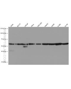 GORASP2 Monoclonal antibody proteintech 66627-1-Ig