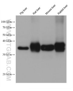 Arginase-1 Monoclonal antibody proteintech 66129-1-Ig
