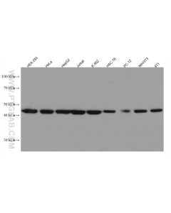 MEK1/2 Monoclonal antibody proteintech 67410-1-Ig