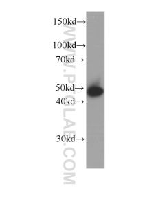 Cytokeratin 15 Monoclonal antibody proteintech 60247-1-Ig