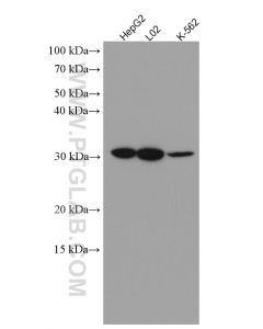 HMGB1 Monoclonal antibody proteintech 66525-1-Ig