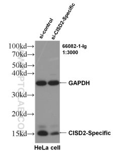 CISD2-Specific Monoclonal antibody proteintech 66082-1-Ig