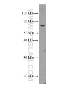 Bestrophin-1 Monoclonal antibody proteintech 60326-1-Ig