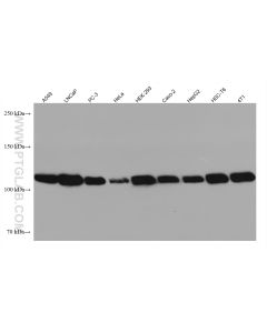 AHR Monoclonal antibody proteintech 67785-1-Ig