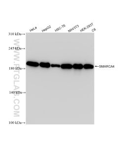 SMARCA4/BRG1 Recombinant monoclonal antibody proteintech 83310-7-RR