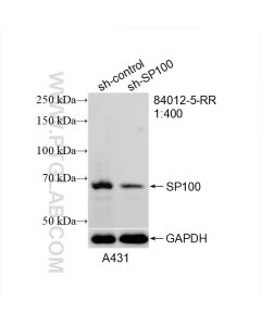 SP100 Recombinant monoclonal antibody proteintech 84012-5-RR