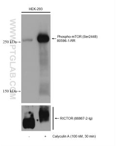 Phospho-mTOR (Ser2448) Recombinant monoclonal antibody proteintech 80596-1-RR