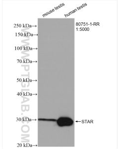 STAR Recombinant monoclonal antibody proteintech 80751-1-RR