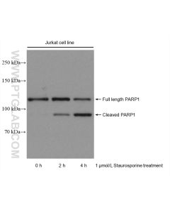 PARP1 Recombinant monoclonal antibody proteintech 80174-1-RR