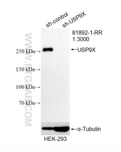 USP9X Recombinant monoclonal antibody proteintech 81892-1-RR