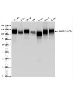 CD107b / LAMP2 Recombinant monoclonal antibody proteintech 86269-3-RR