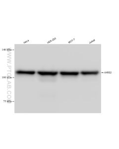 IARS2 Recombinant monoclonal antibody proteintech 84764-5-RR