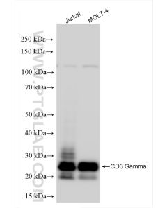 CD3 Gamma Recombinant monoclonal antibody proteintech 84836-1-RR