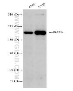 PARP14 Recombinant monoclonal antibody proteintech 84039-6-RR