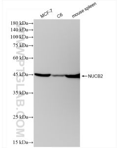 NUCB2/nesfatin-1 Recombinant monoclonal antibody proteintech 83917-2-RR