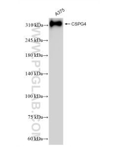 CSPG4 Recombinant monoclonal antibody proteintech 83716-1-RR