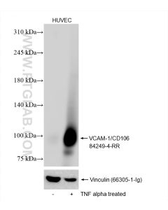 VCAM-1/CD106 Recombinant monoclonal antibody proteintech 84249-4-RR