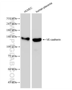 VE-cadherin/CD144 Recombinant monoclonal antibody proteintech 83766-5-RR