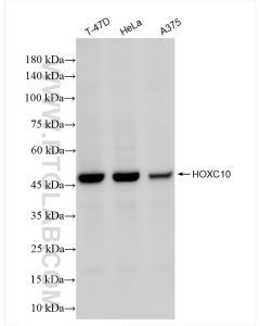 HOXC10 Recombinant monoclonal antibody proteintech 86219-3-RR