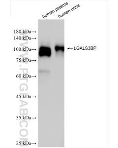 LGALS3BP Recombinant monoclonal antibody proteintech 85883-5-RR