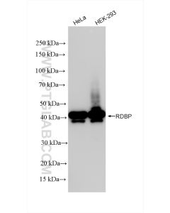 RDBP Recombinant monoclonal antibody proteintech 85945-1-RR