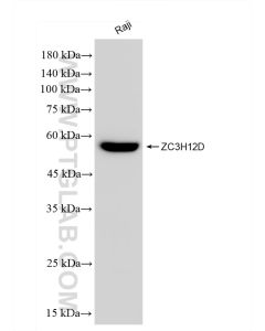 ZC3H12D Recombinant monoclonal antibody proteintech 83507-2-RR