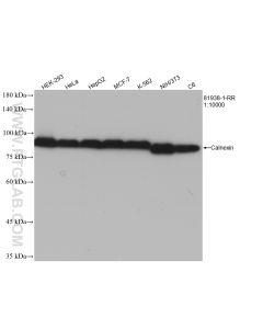 Calnexin Recombinant monoclonal antibody proteintech 81938-1-RR