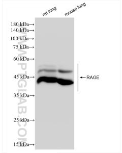 RAGE Recombinant monoclonal antibody proteintech 83742-5-RR