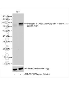 Phospho-STAT5A (Ser726)/STAT5B (Ser731) Recombinant monoclonal antibody proteintech 80138-2-RR