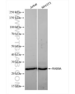 RAB9A Recombinant monoclonal antibody proteintech 84129-5-RR