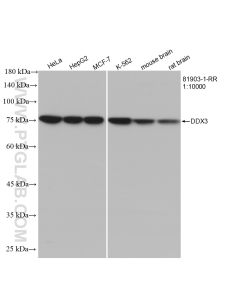 DDX3 Recombinant monoclonal antibody proteintech 81903-1-RR