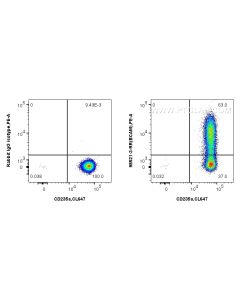 Anti-Human BCAM Rabbit Recombinant Antibody proteintech 98521-3-RR