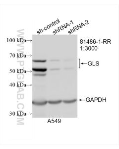 KGA/GAC Recombinant monoclonal antibody proteintech 81486-1-RR