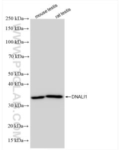 DNALI1 Recombinant monoclonal antibody proteintech 85734-1-RR