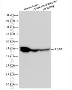 ADAP1 Recombinant monoclonal antibody proteintech 84443-1-RR