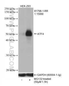 ATF4 Recombinant monoclonal antibody proteintech 81798-1-RR