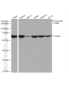 Hsc70 Recombinant monoclonal antibody proteintech 81719-2-RR