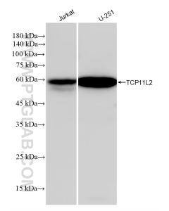TCP11L2 Recombinant monoclonal antibody proteintech 83227-1-RR