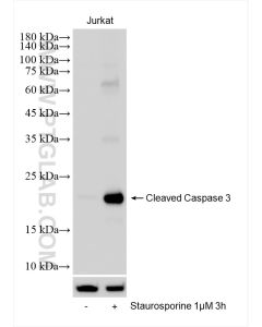 Cleaved Caspase 3/P17/P19 Recombinant monoclonal antibody proteintech 82707-13-RR