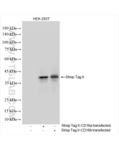 Strep Tag II Recombinant monoclonal antibody proteintech 85798-1-RR