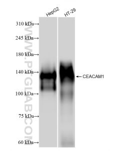 CEACAM1/3/6 (CD66a/c/d) Recombinant monoclonal antibody proteintech 83524-3-RR